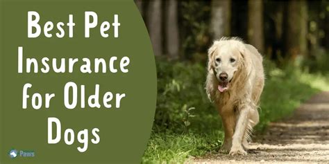 can you get pet insurance for an older dog